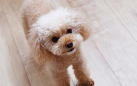 ペット用フローリング