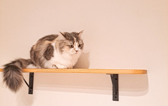 キャットウォーク新設